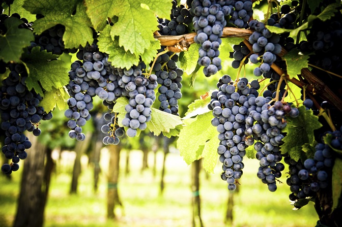 Red-grapes-vinyard
