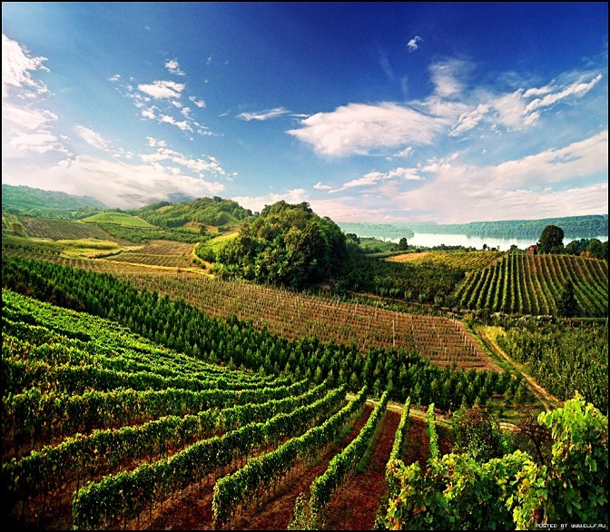 vinogradi