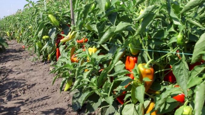 paprika dabar polje